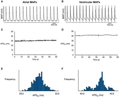 Quantification of Beat-To-Beat Variability of Action Potential Durations in Langendorff-Perfused Mouse Hearts